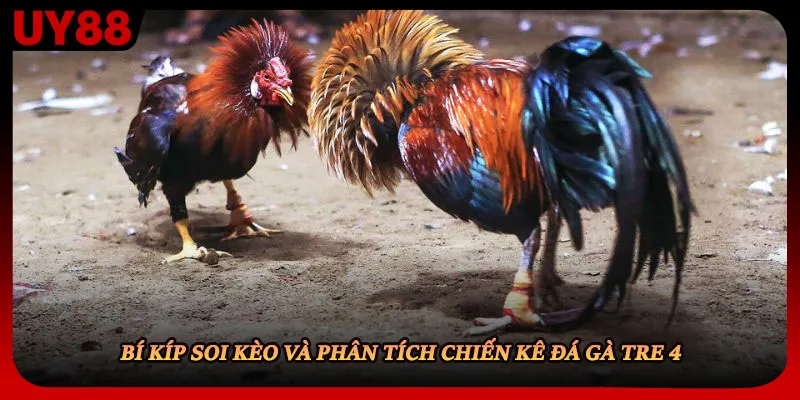 Bí kíp soi kèo và phân tích chiến kê đá gà tre 4